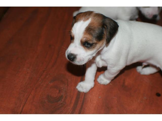 Jack Russell Puppies In Vicksburg Warren County Mississippi